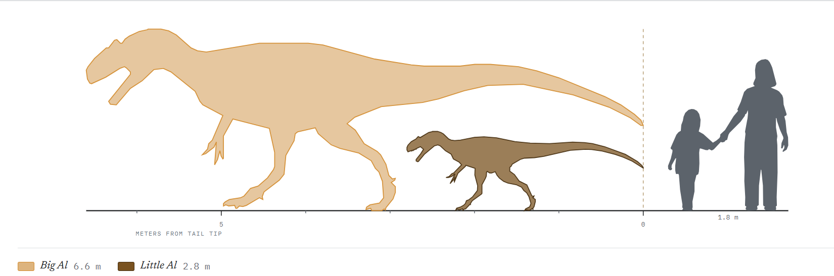 Silhouette size comparison of a juvenile and subadult Allosaurus to adult and juvenile humans