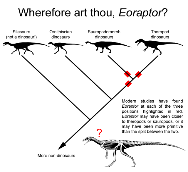Cladogram titled "Wherefore art thou, Eoraptor?" with silesaur, ornithischian, sauropodomorph and theropod silhouettes; three possible Eoraptor positions marked in red near the theropod-sauropod split