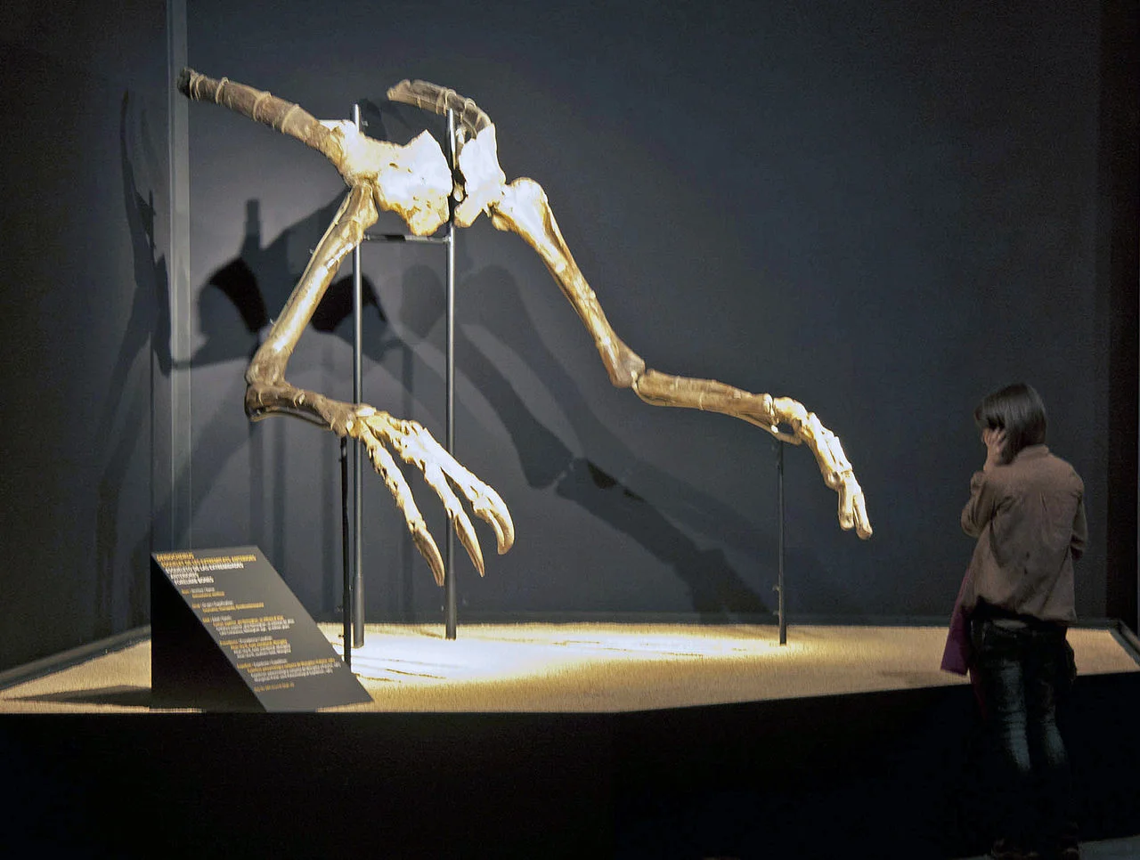 The type specimen, courtesy of Wikipedia