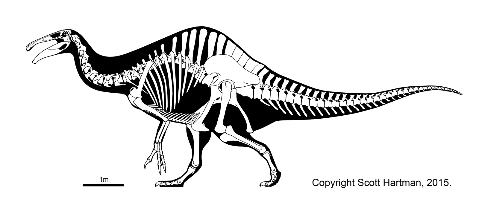 Close-up of the Deinocheirus skeletal head and neck, showing the long toothless skull and duck-like beak on a curved neck