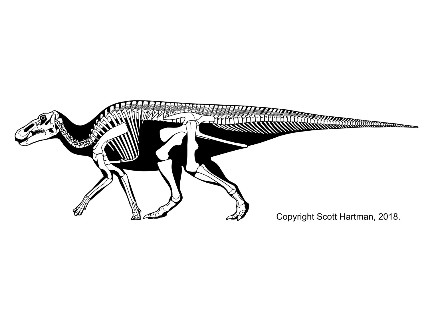Edmontosaurus wasn’t shaking it’s tail up in the air either. Well, most of the time anyway.