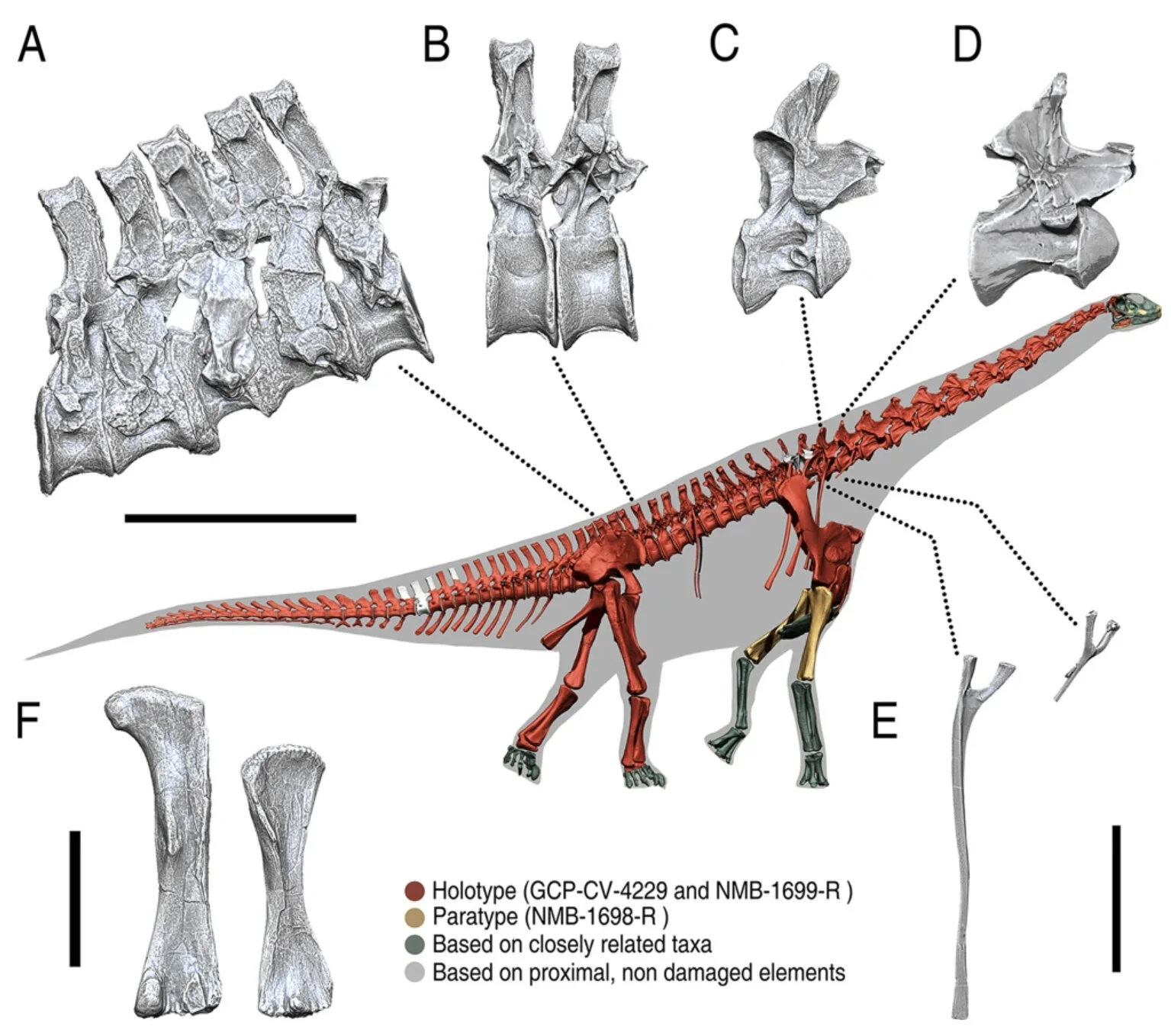 Fig. 1 from Vidal, et al (2020) showing the high-browsing adaptations of Spinophorosaurus.