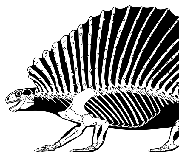 A thumbnail image showing the front half of an Edaphosaurus skeletal