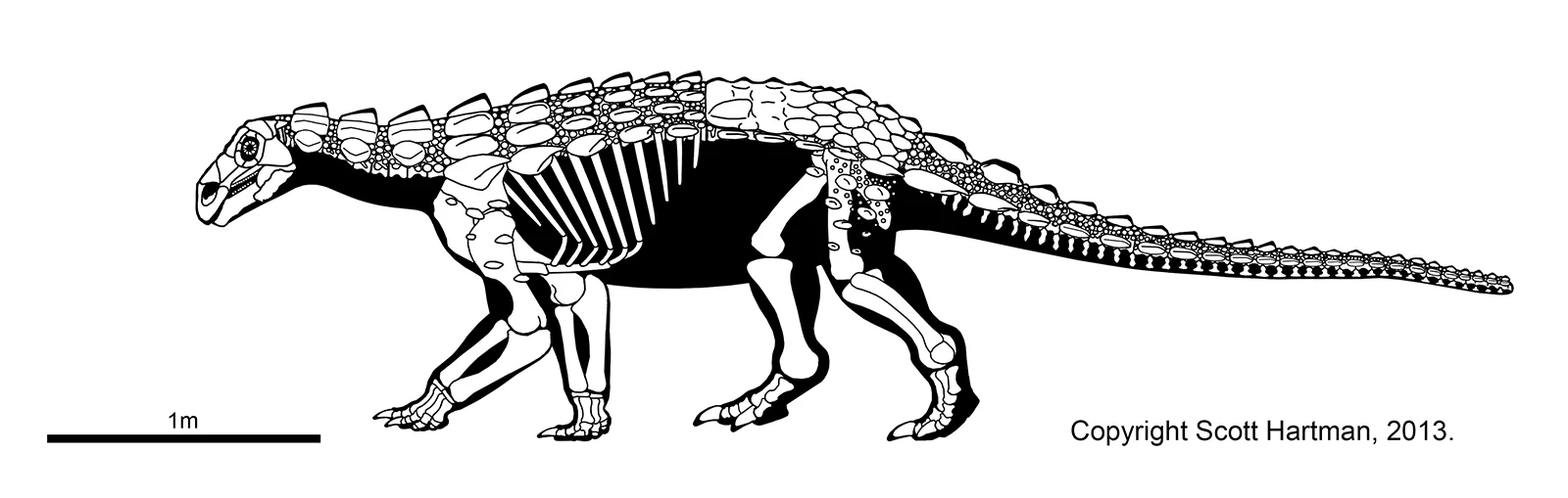 Skeletal reconstruction of the ankylosaur Europelta in left lateral view with body armor scutes restored, and a 1m scale bar