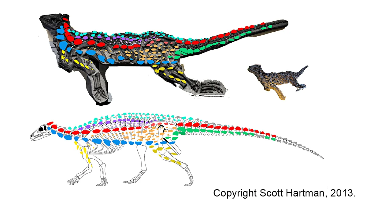 Desperate measures were taken when reconstructing the armor of Scelidosaurus.
