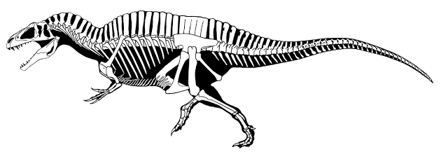 Earlier Acrocanthosaurus skeletal reconstruction in right lateral view, with a raised tail and taller neural spines