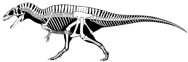 Current Acrocanthosaurus skeletal reconstruction in right lateral view, in a walking pose with a heavier tail base