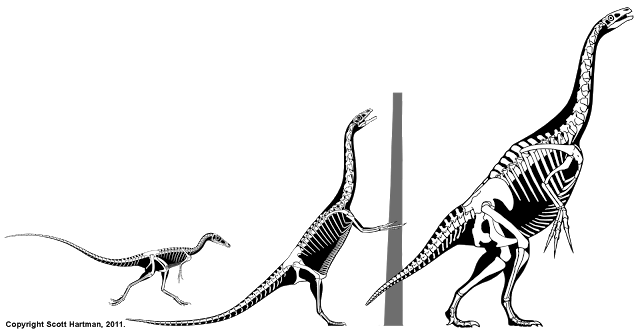 Size comparison of three therizinosaur skeletals increasing in size beside a tree trunk, from small long-tailed Falcarius to a large upright pot-bellied form