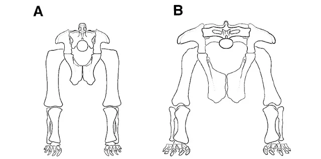 Line-drawing rear view of two sauropod hindquarters labeled A and B, both with hind legs splayed widely apart