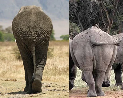 Photos of an elephant and a rhinoceros seen from behind while walking, their limbs angling inward toward the midline