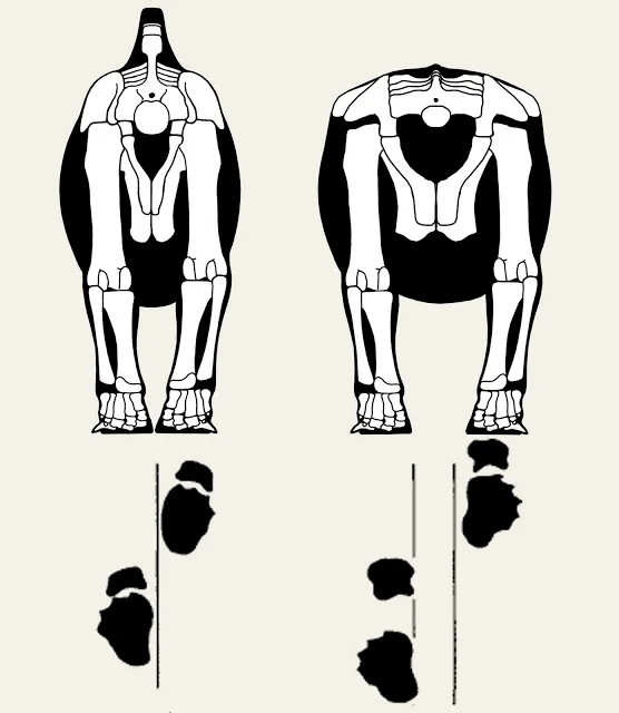 Rear view of two sauropod hindquarters with legs held nearly vertical and sloping inward, shown above their narrower footprint trackways