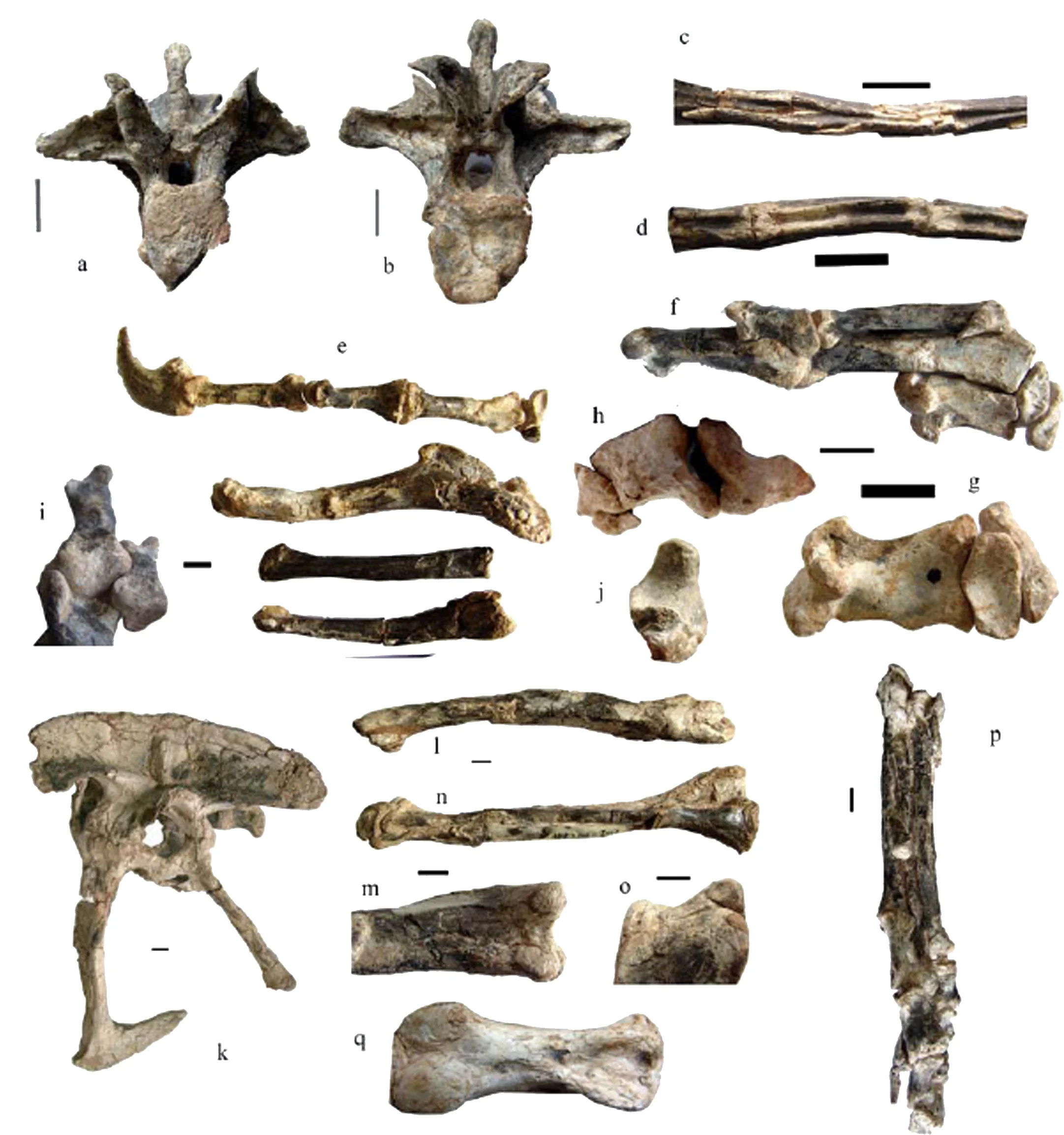 Xu et al., 2006, Supplemental Fig. 2.