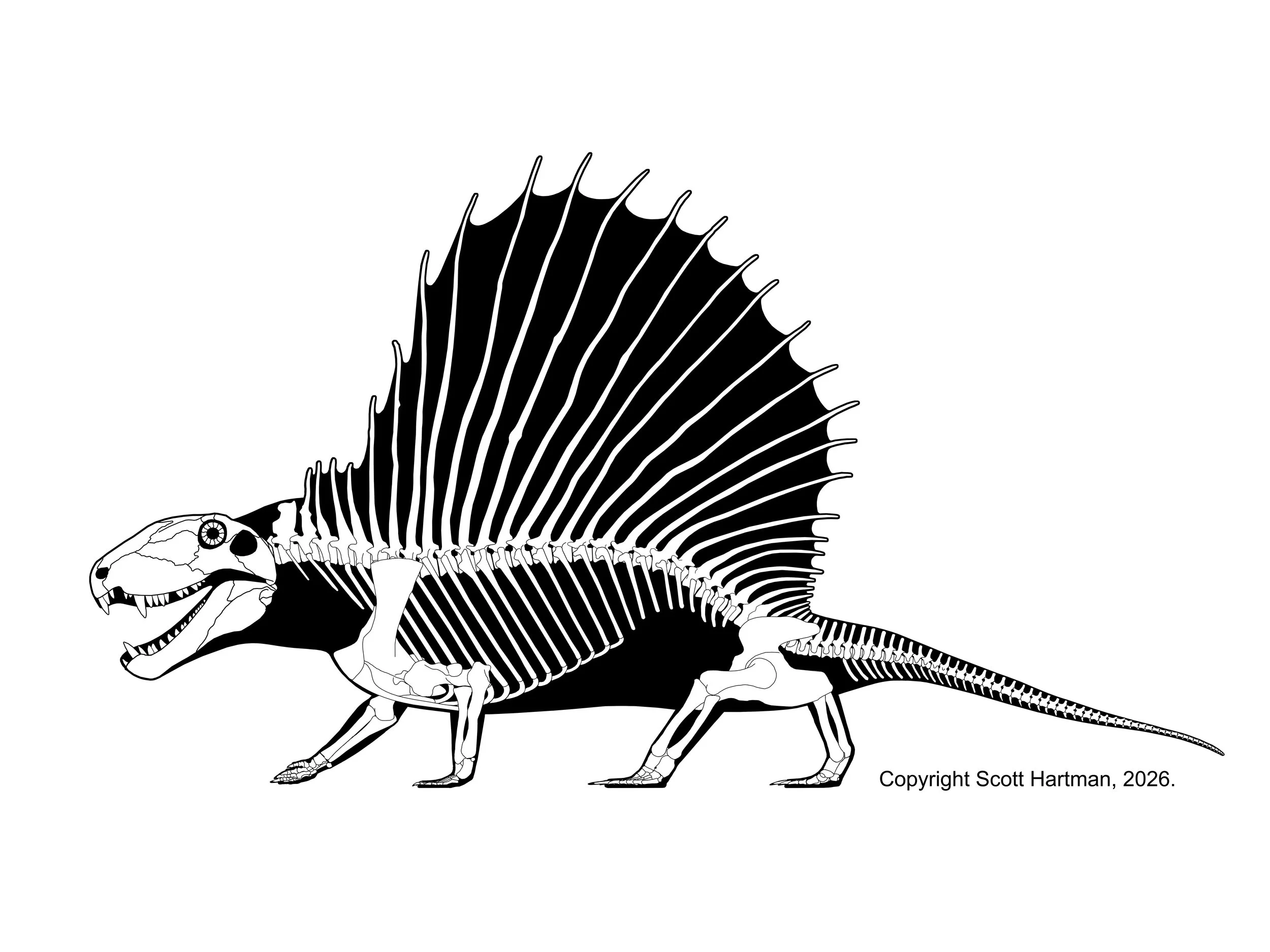 I’m torn between whether this makes Dimetrodon look more like a mammal-ancestor, or just derpy. porque no los dos?