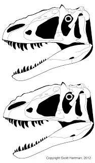 Two Yutyrannus skull reconstructions stacked for comparison: the restored 3D-corrected version above, the literal squashed outline below