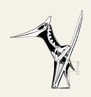 Lateral-view skeletal of a crested pterosaur standing with wings folded upright, femur highlighted in red