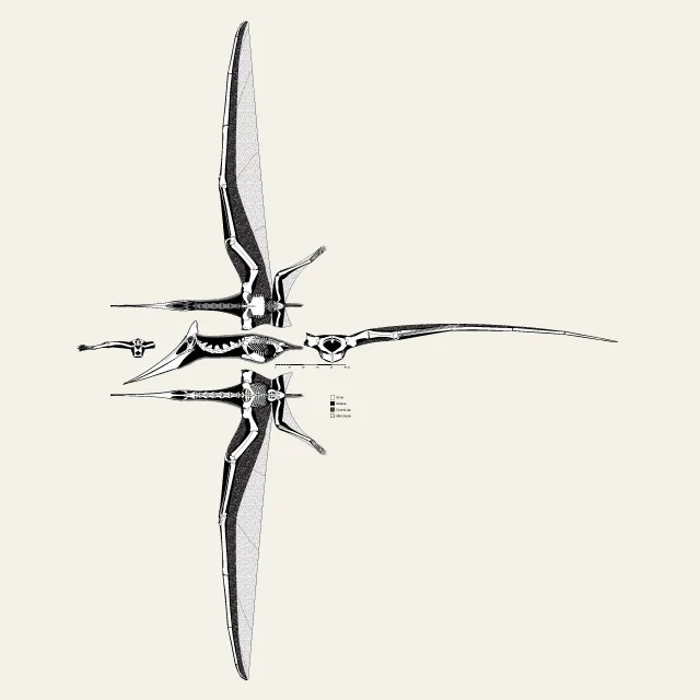 Multi-view skeletal of a crested pterosaur with wings fully spread, shown in dorsal and lateral views with a legend