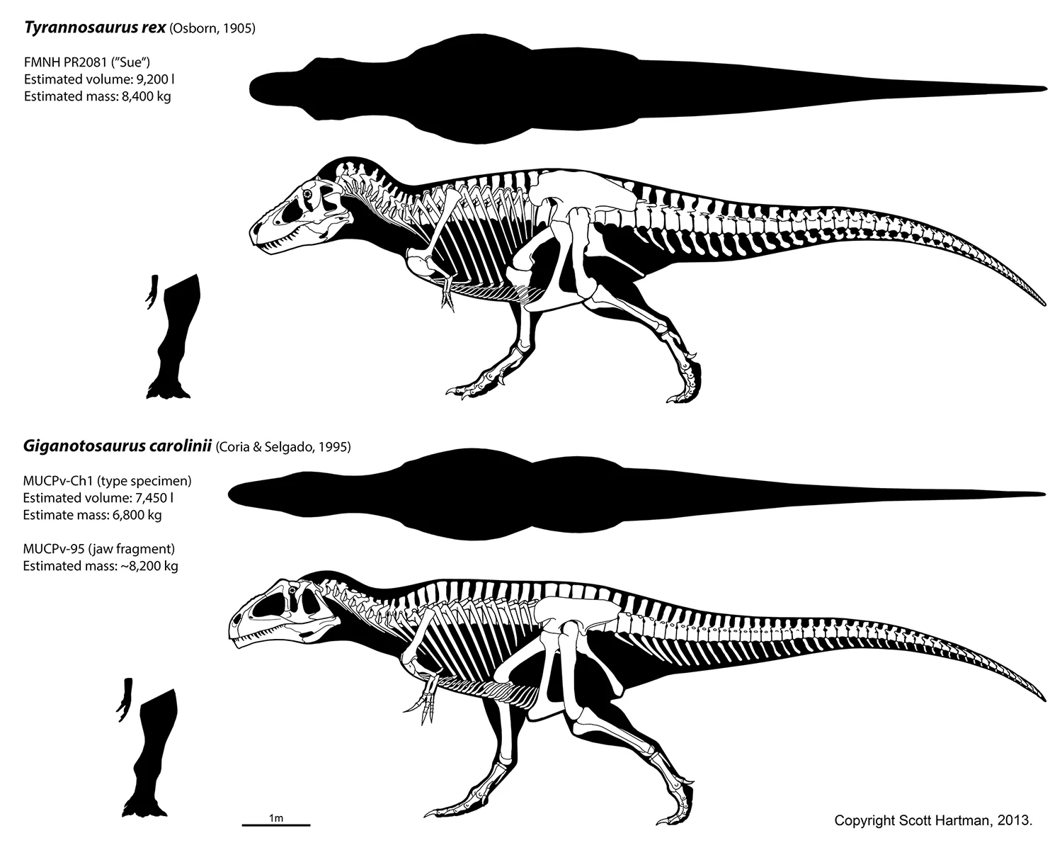 Skeletals of Tyrannosaurus rex (Sue) and Giganotosaurus carolinii in lateral view with top-view body silhouettes, labeled with GDI volume and mass estimates