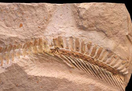 Prognathodon tail with hypocercal tail fin impression. Credit Johan Lindgren