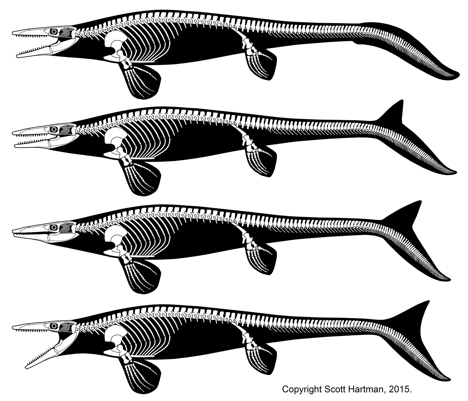 Four stacked Tylosaurus skeletals in lateral view showing a range of tail interpretations, from a shallow tapering paddle at top to a progressively more pronounced bilobed hypocercal tail fin at bottom