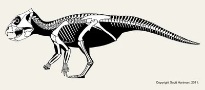 The same Archaeoceratops skeletal with its far-side limbs moved outward to reveal more anatomy