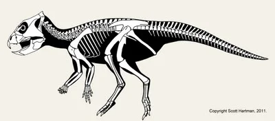 The Archaeoceratops skeletal reposed as if lying on its side on a dissection table, limbs splayed