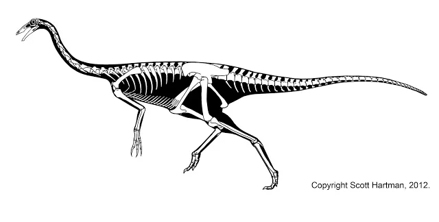 Skeletal reconstruction of Ornithomimus in left lateral view, in a running pose