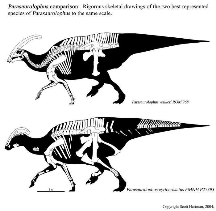 Two skeletal drawings, showing the known elements of two different species of Parasaurolophus