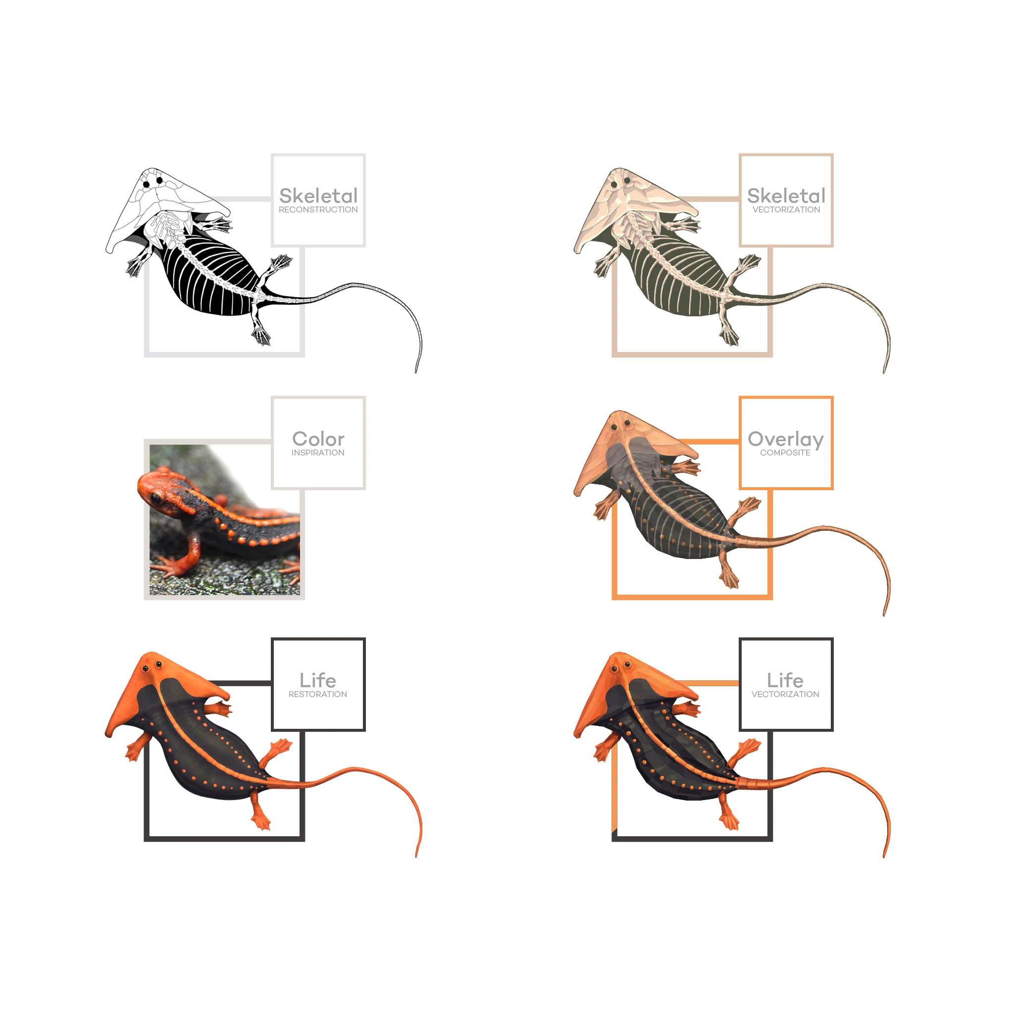 The stages in reconstructing and stylizing Diplocaulus for Permia