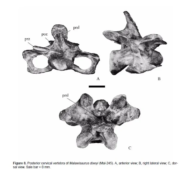 Published figure of a Malawisaurus cervical vertebra in three views, with a scale bar erroneously captioned "Scale bar = 0 mm"