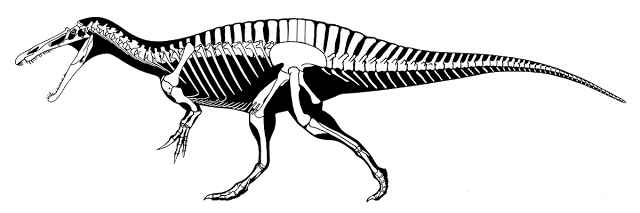 Skeletal reconstruction of the spinosaurid Suchomimus in left lateral view, showing a low ridge of elongated neural spines over the hips
