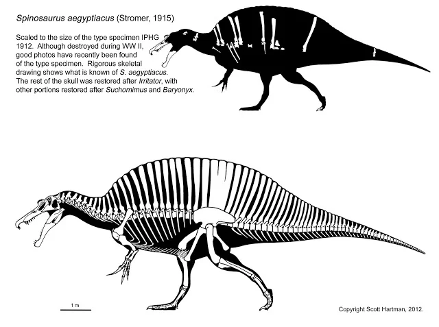 Spinosaurus aegyptiacus skeletals in left lateral view: a known-material silhouette above and a full skeletal reconstruction below, with revised stockier build and elongate sail