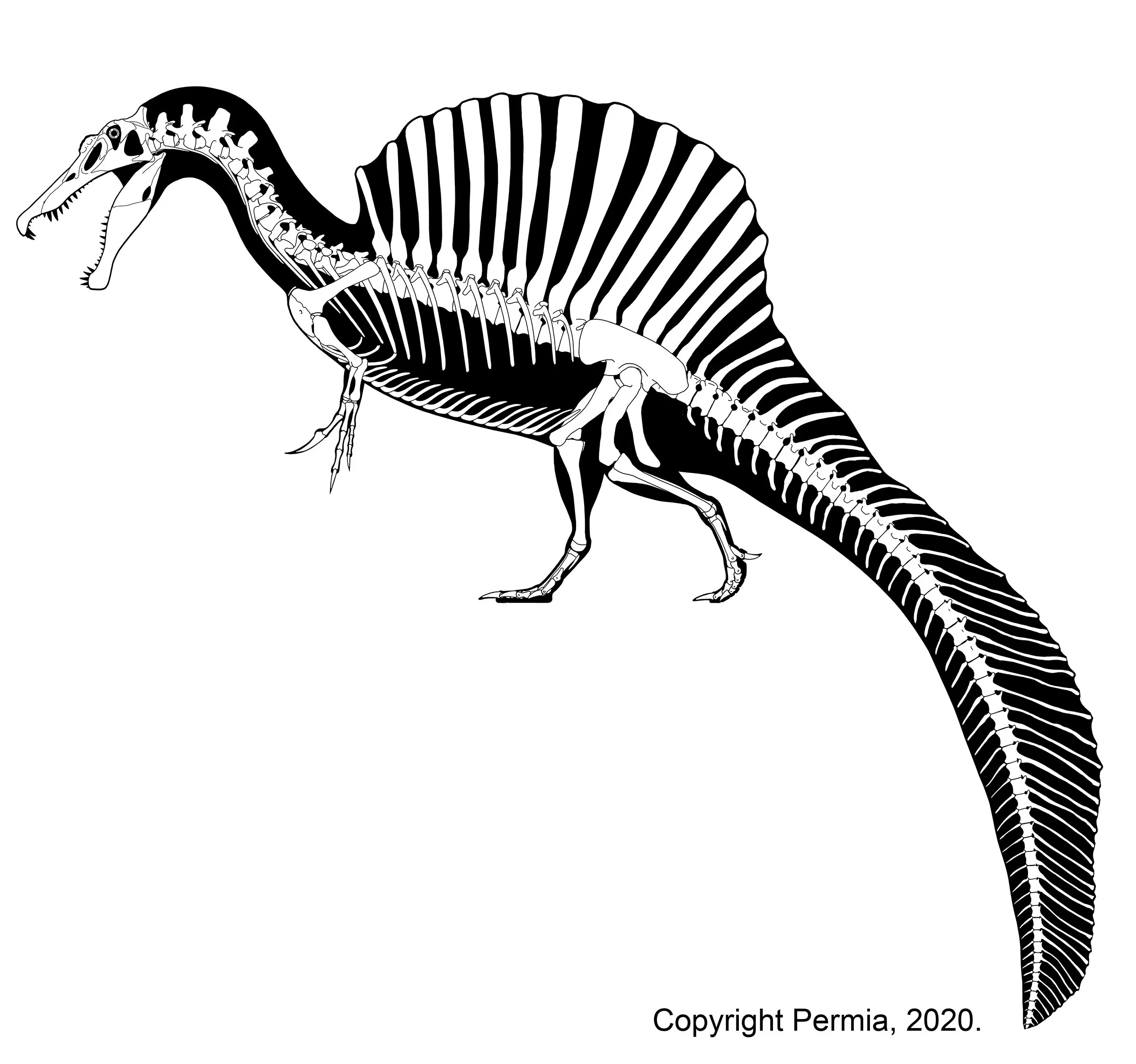 Skeletal reconstruction of Spinosaurus in a rearing, upright pose with the tail sweeping upward, done for Permia merchandise