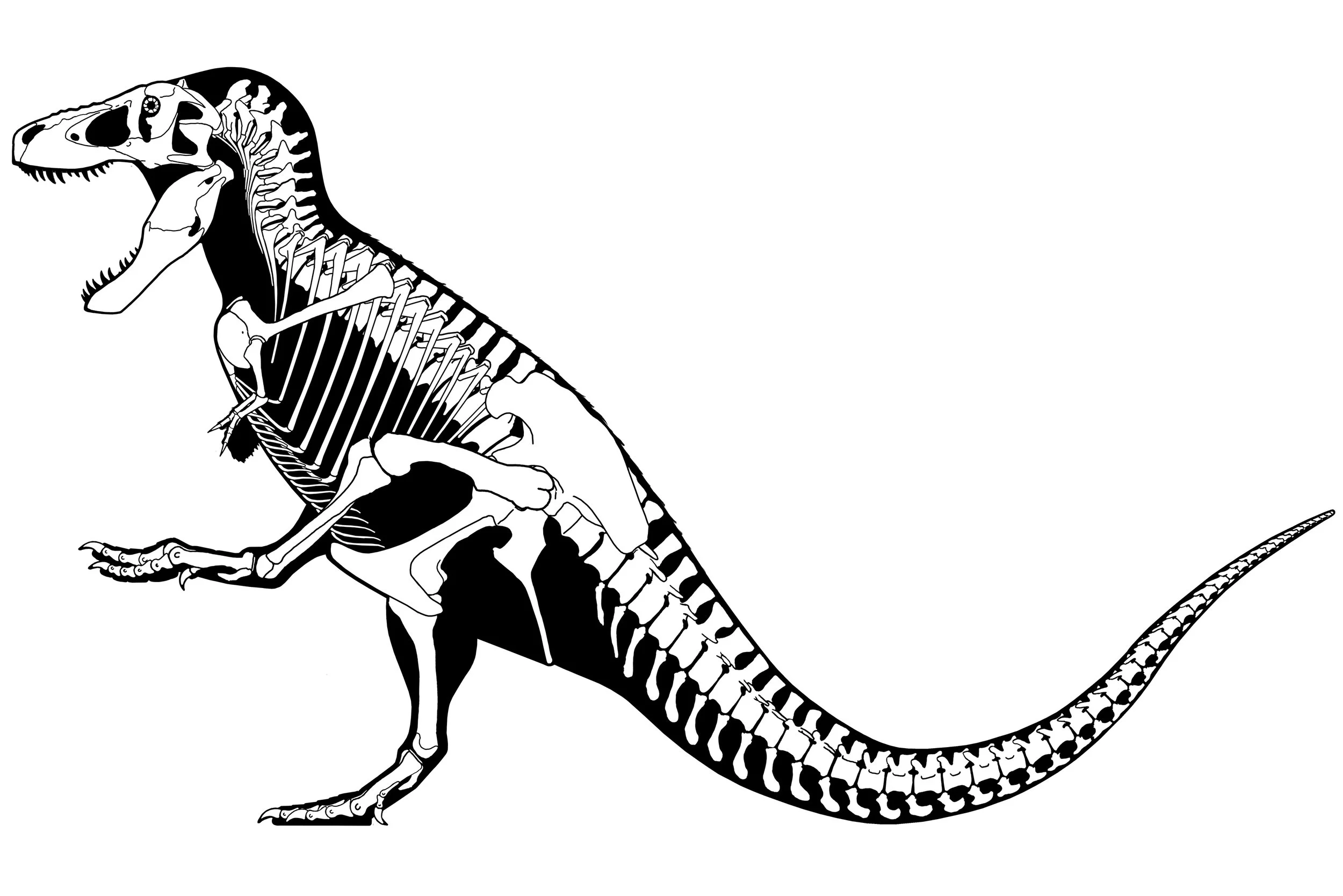 Skeletal reconstruction of Tyrannosaurus rex in an upright, dynamic pose with one hind leg raised