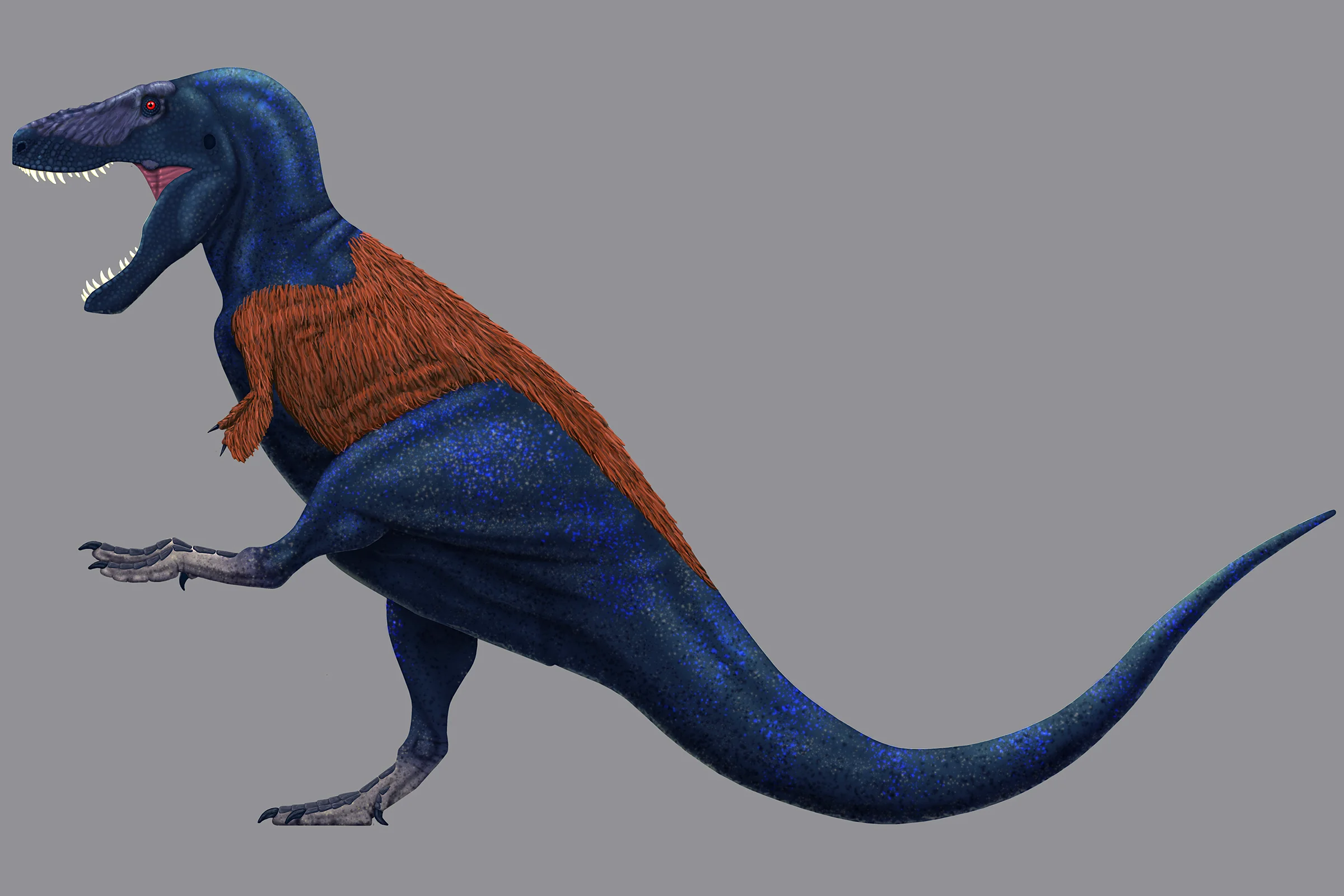Color life reconstruction of Tyrannosaurus rex in an upright pose, blue scaly body with a patch of rust-colored feathering on the neck and back