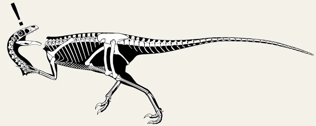 Skeletal reconstruction of Ornitholestes in left lateral view, running with jaws open and cartoon exclamation marks above its head
