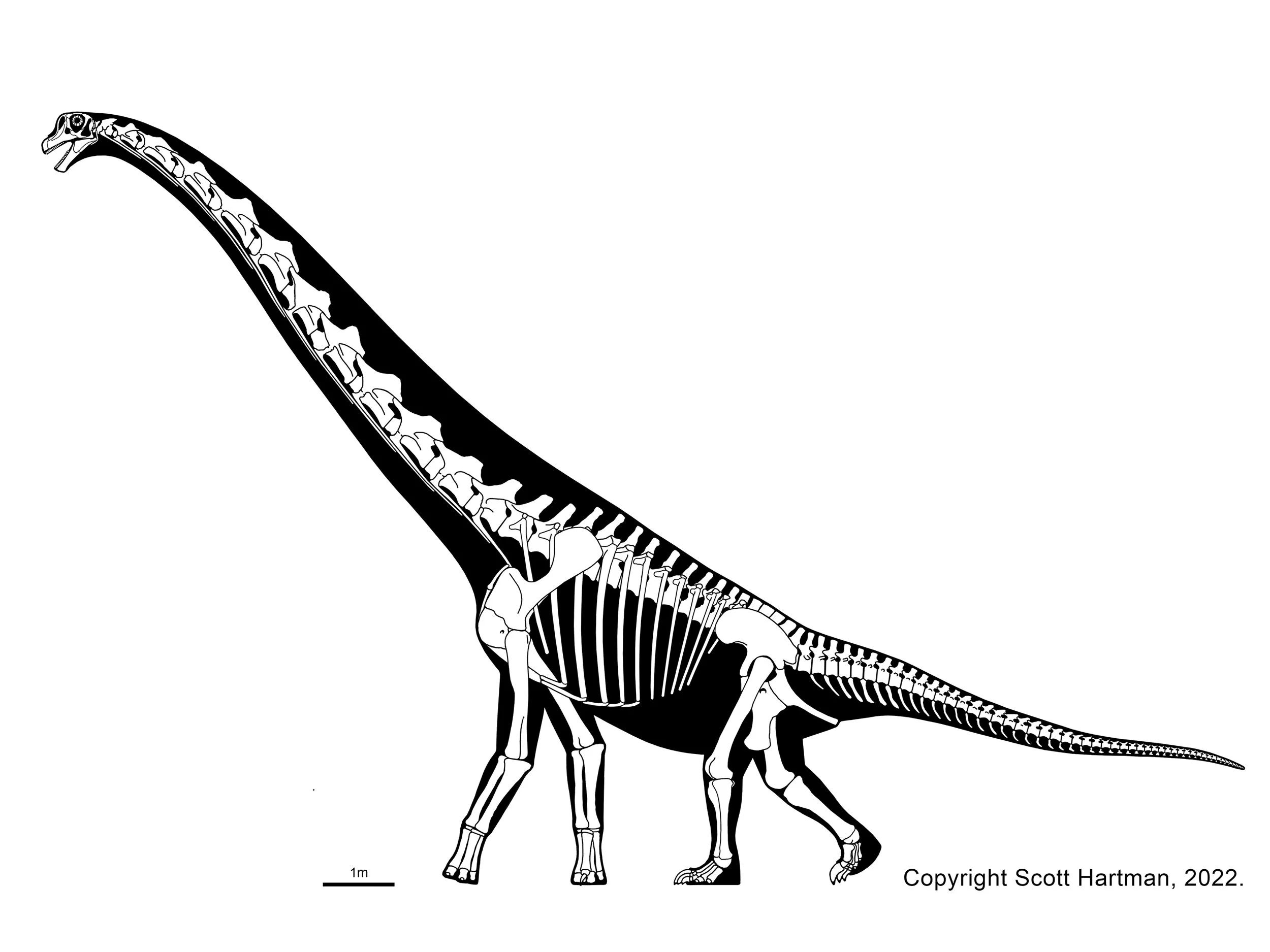 Skeletal reconstruction of Cedarosaurus in left lateral view, with a steeply raised neck