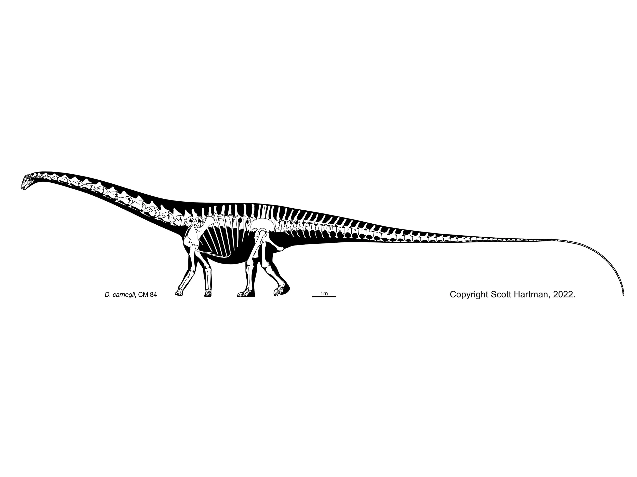 Skeletal reconstruction of Diplodocus carnegii (CM 84) in left lateral view