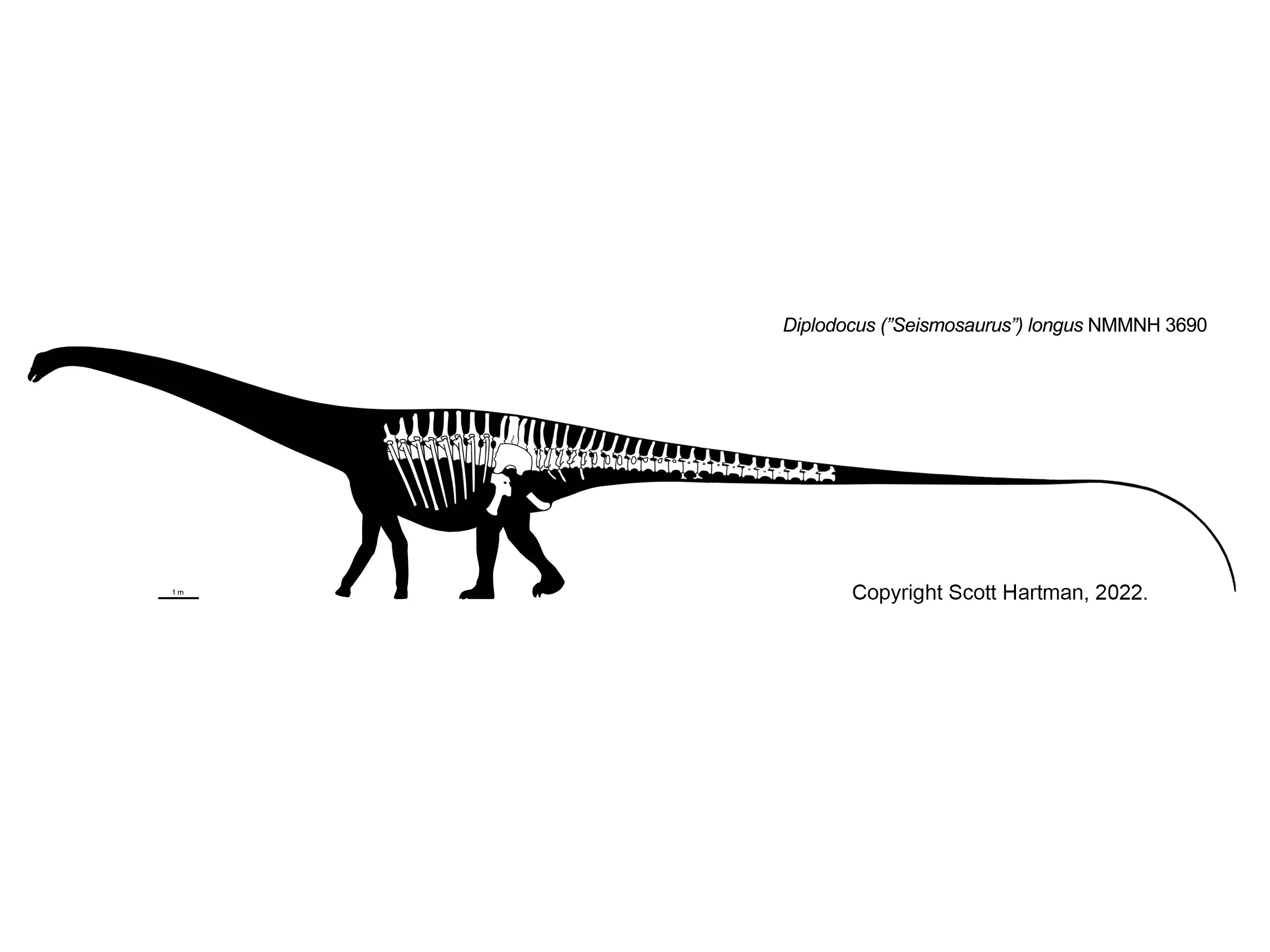 Known-material skeletal of Diplodocus ("Seismosaurus") longus (NMMNH 3690) in left lateral view, white bones on a black silhouette
