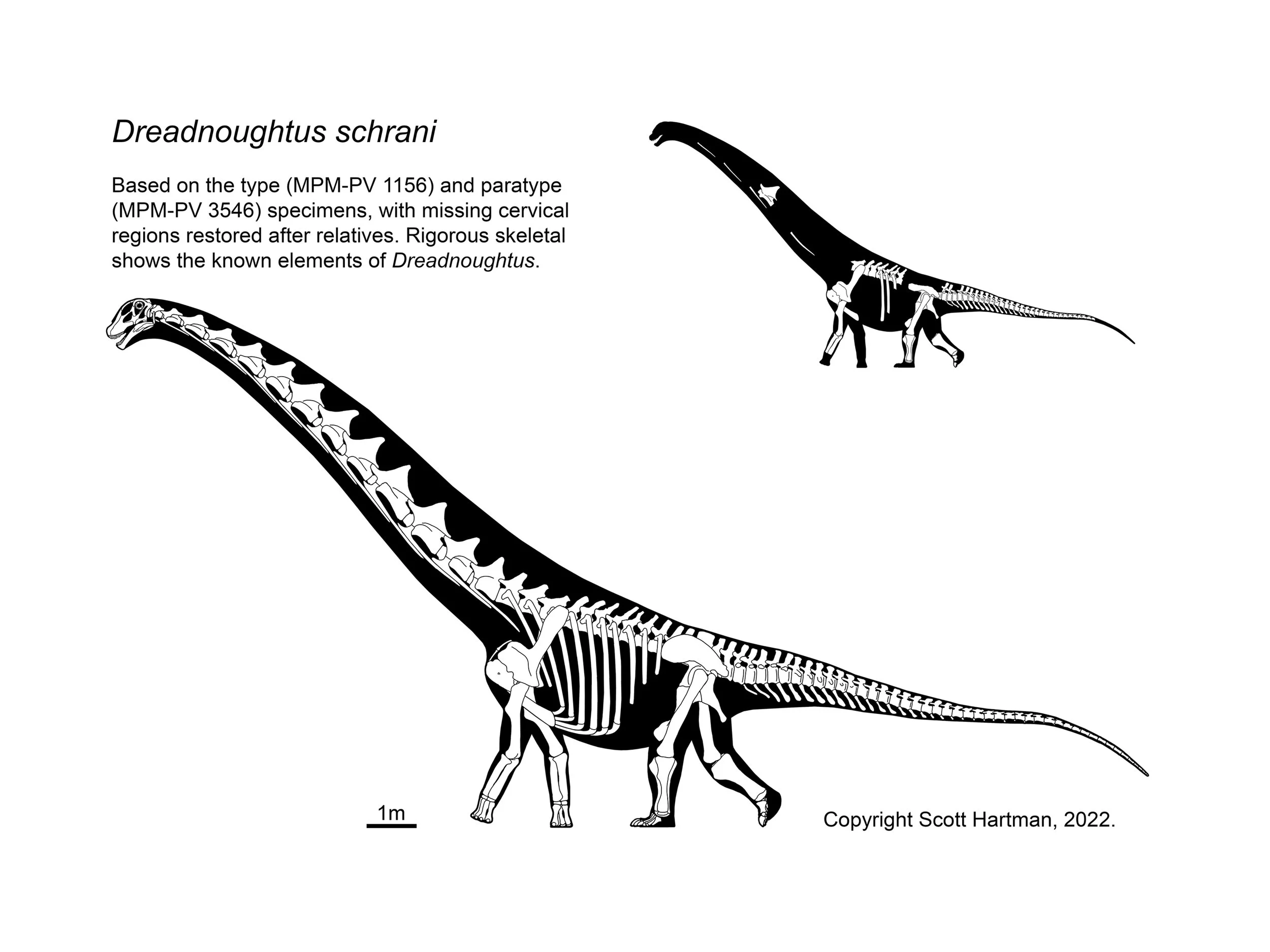 Dreadnoughtus schrani skeletals in left lateral view: a large full skeletal reconstruction and a smaller known-material silhouette