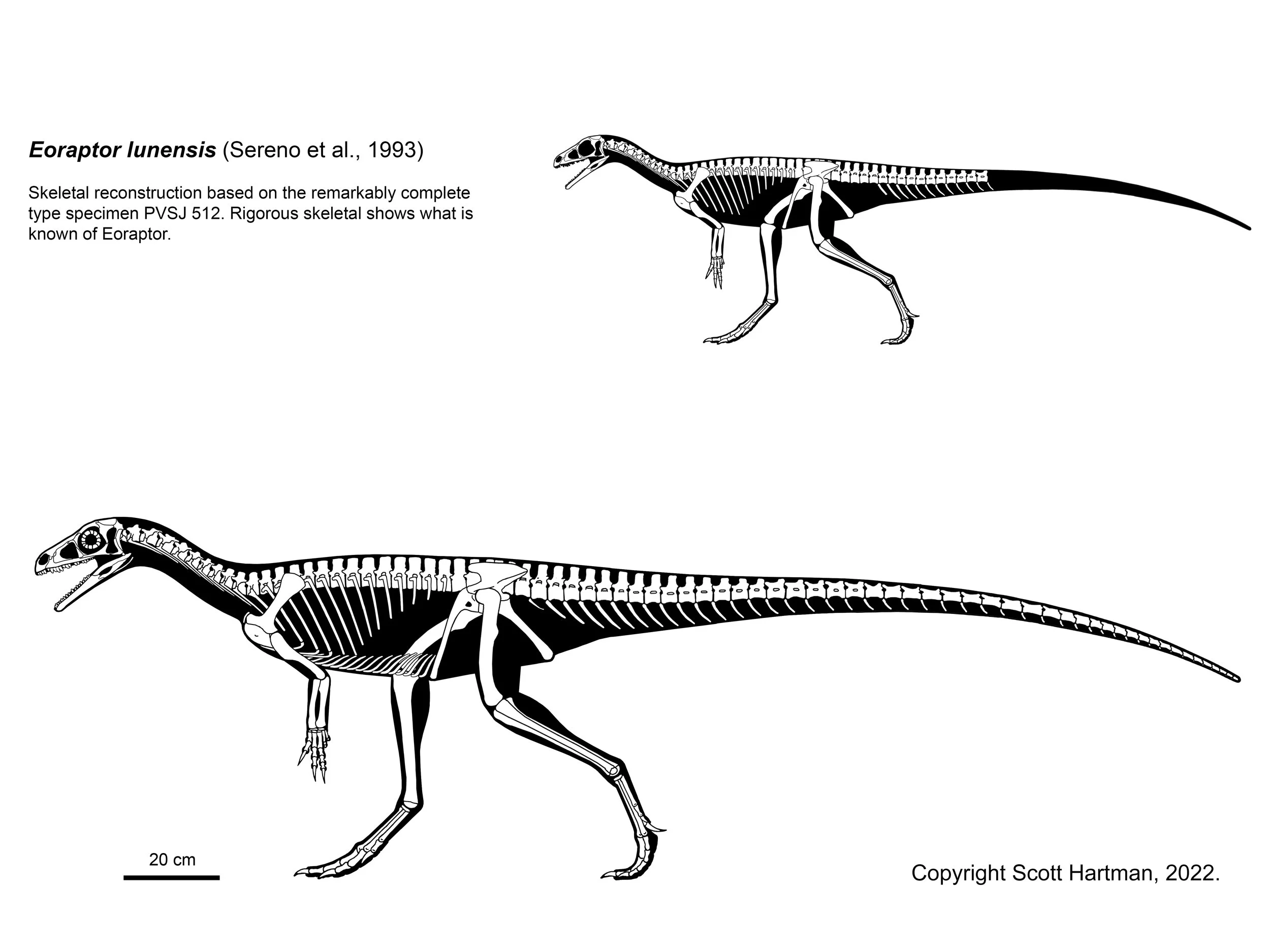 Eoraptor lunensis skeletals in left lateral view: a full skeletal reconstruction and a known-material silhouette of this small early dinosaur