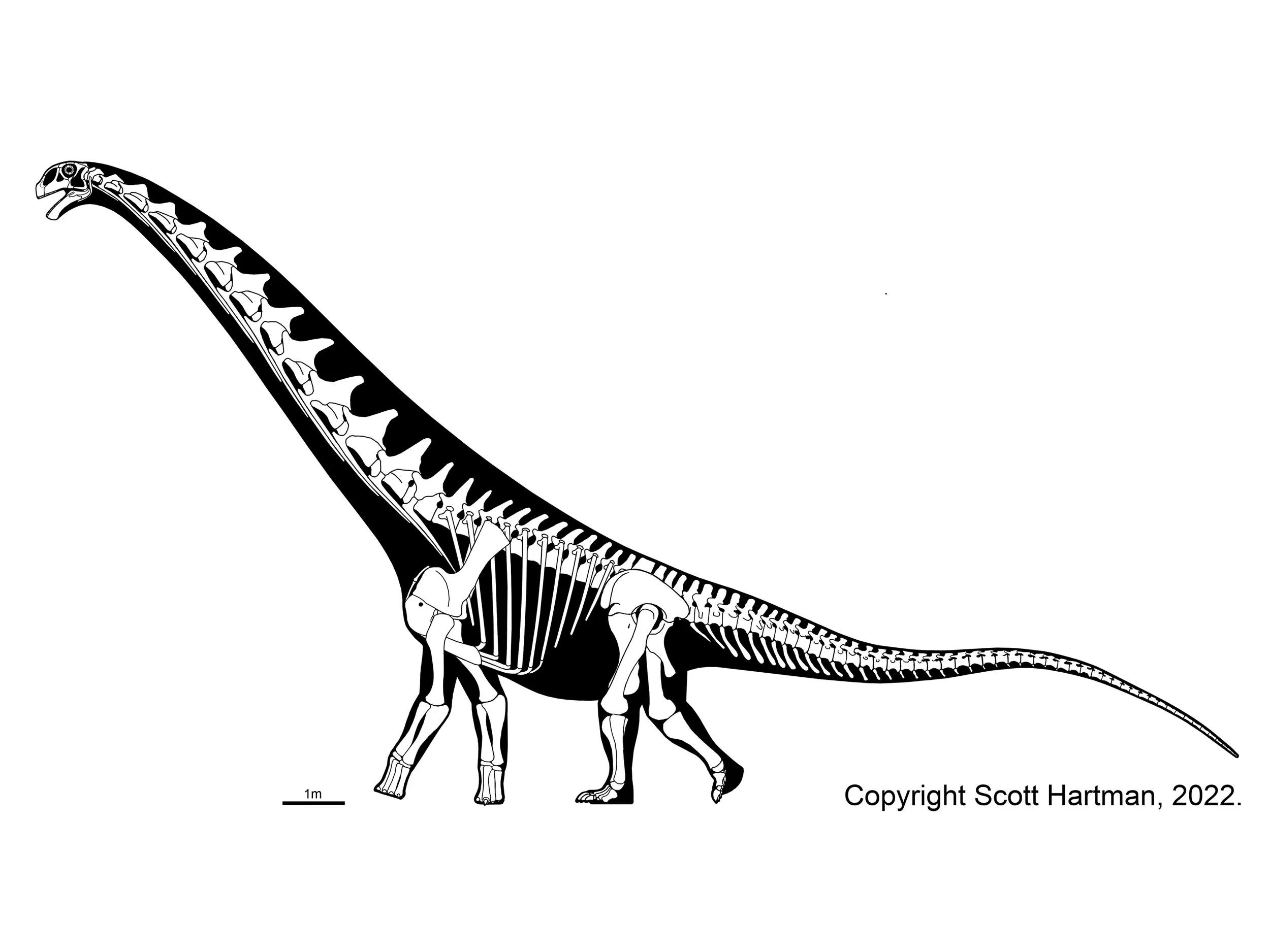 Skeletal reconstruction of Futalognkosaurus in left lateral view, with a steeply raised neck