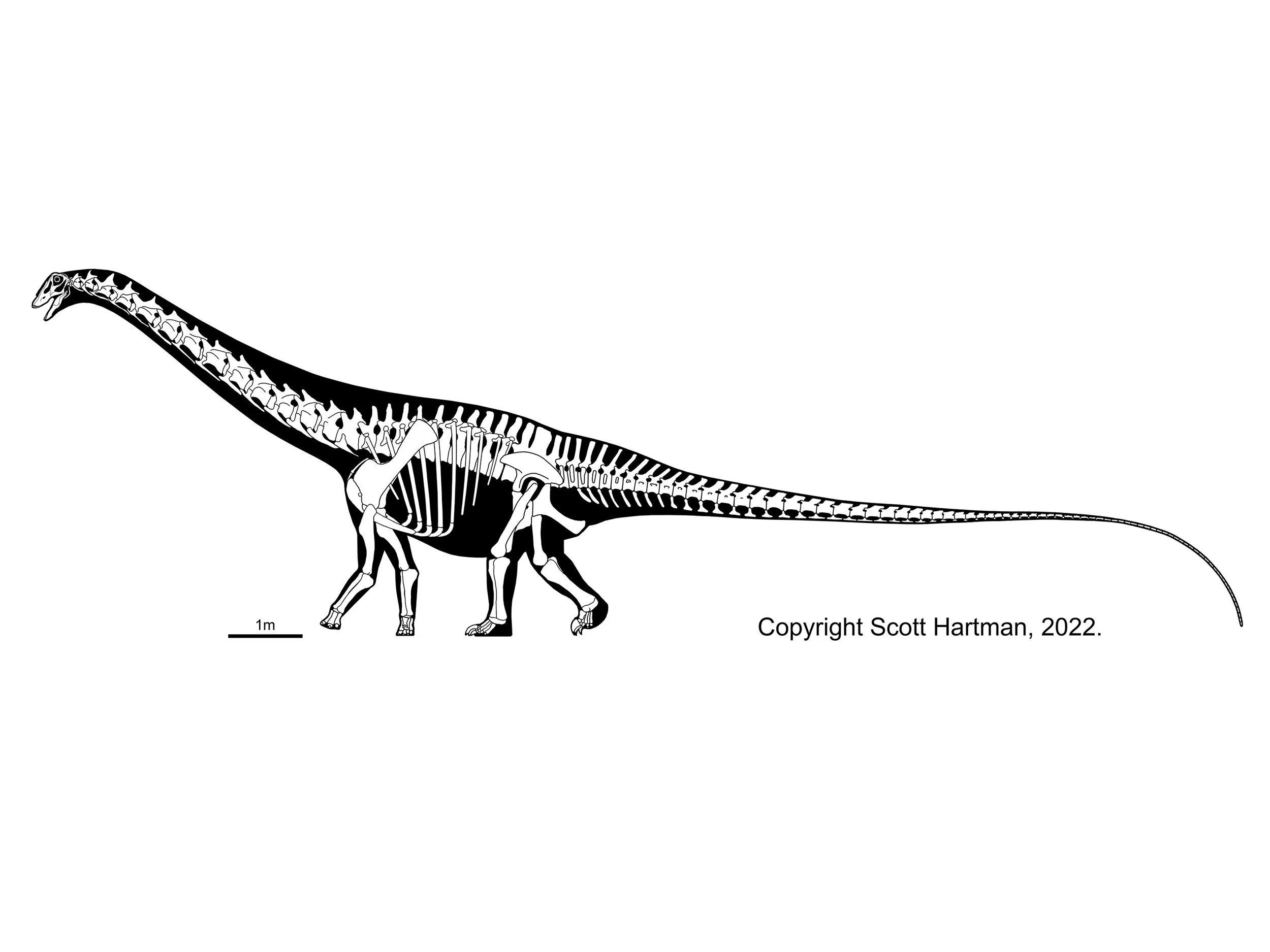 Skeletal reconstruction of Galeamopus in left lateral view, with a steeply raised neck