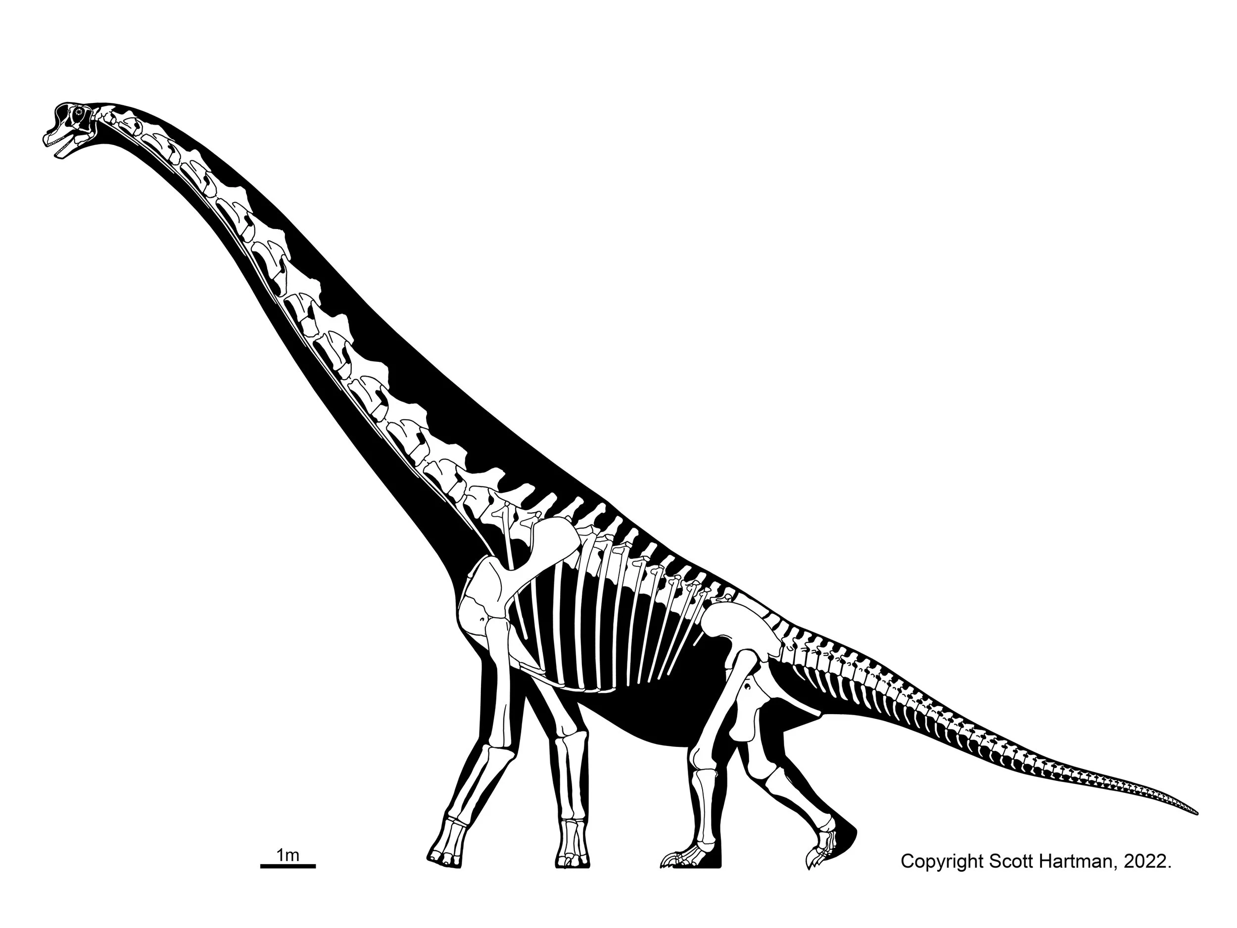 Skeletal reconstruction of a GIraffatitan in left lateral view, walking