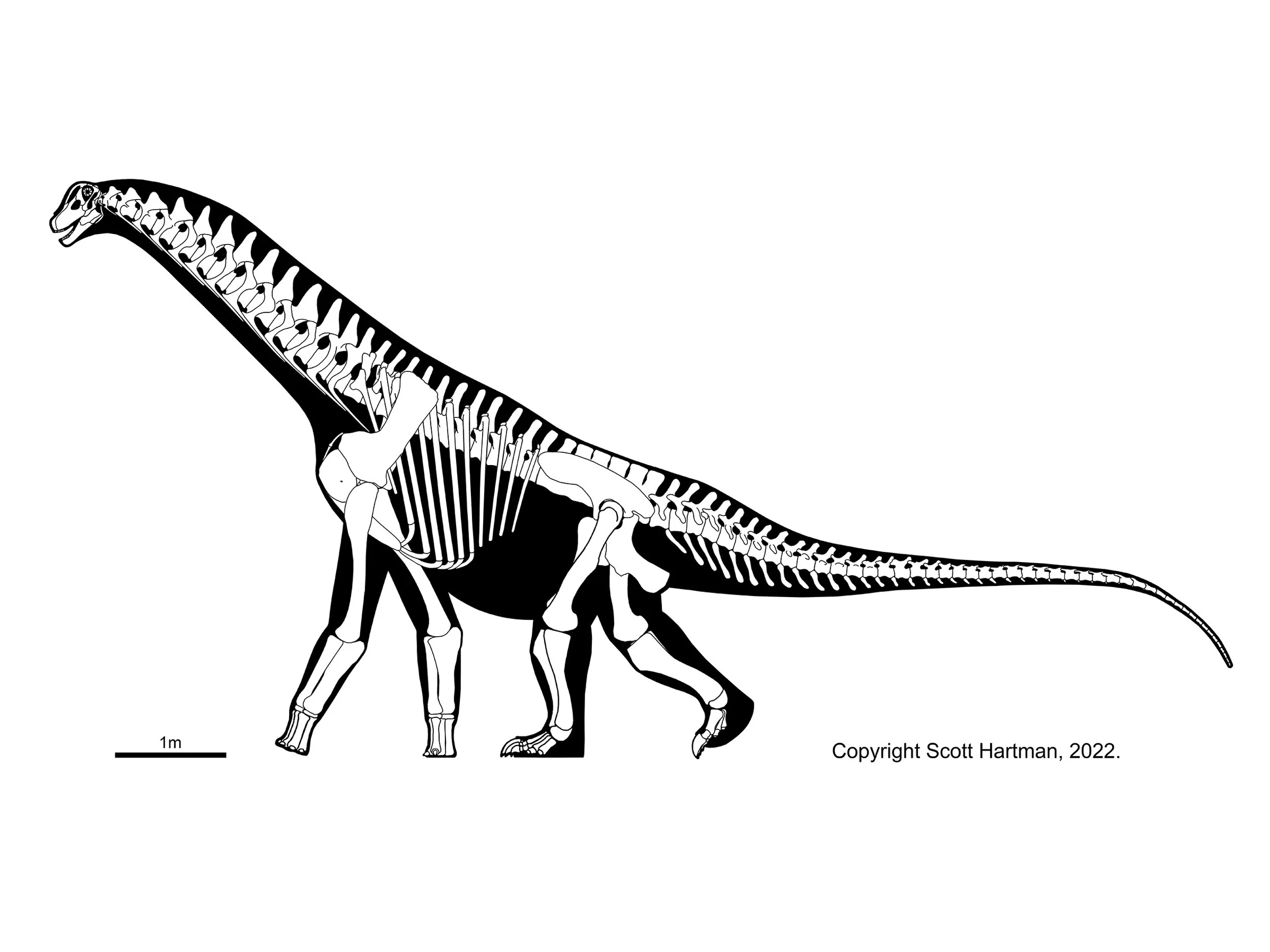 Skeletal reconstruction of a basal sauropodomorph ("prosauropod") in left lateral view