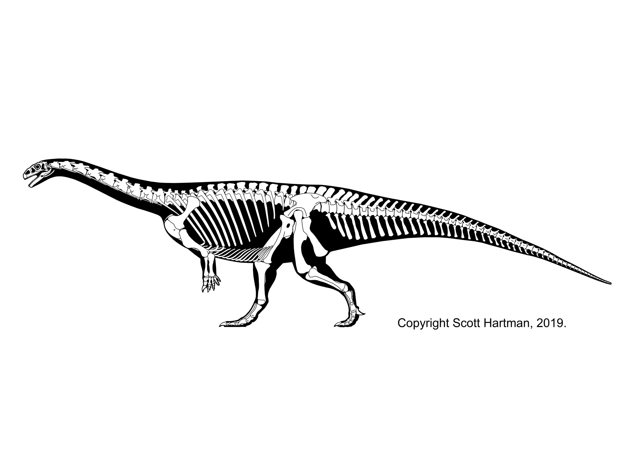 Skeletal reconstruction of a long-necked sauropod in left lateral view, walking
