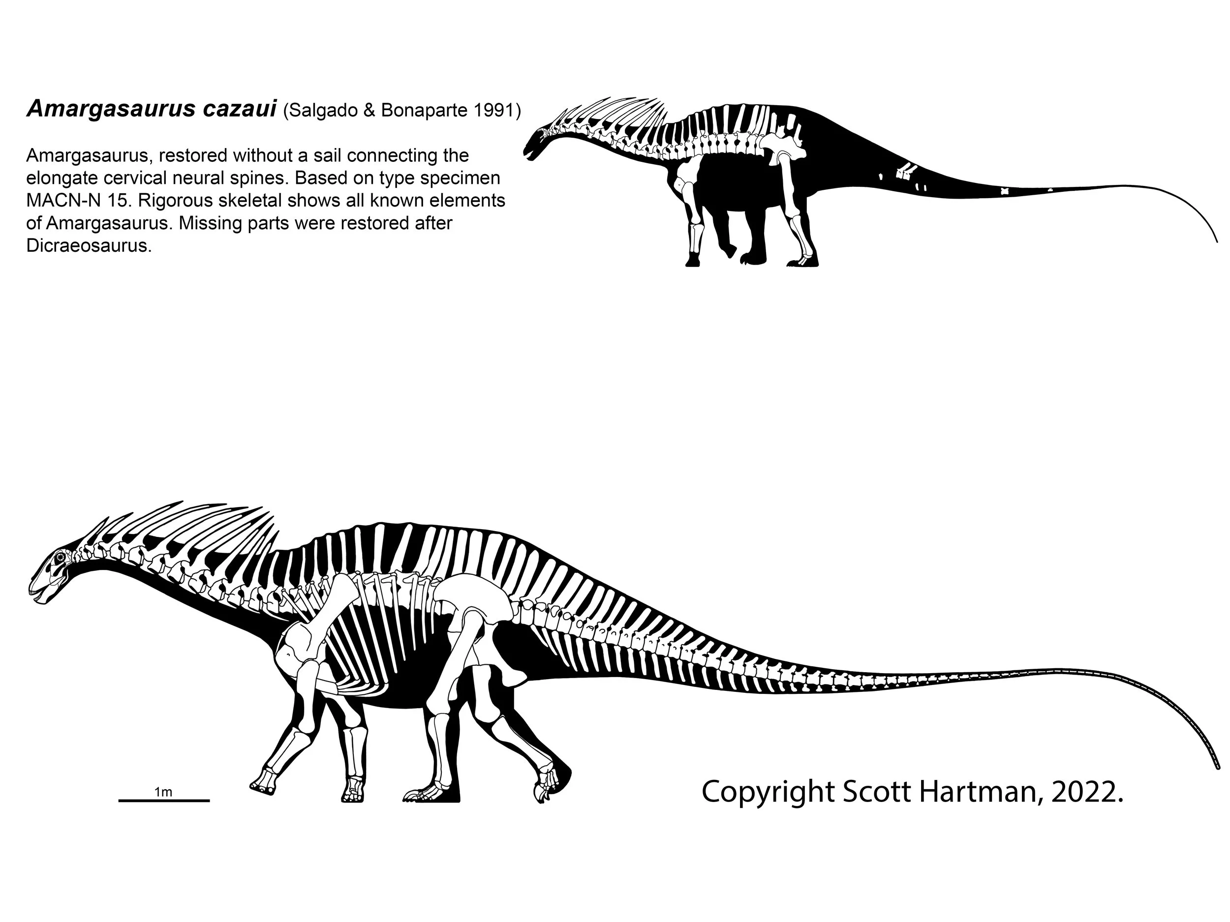 Amargasaurus cazaui skeletals in left lateral view: a known-material silhouette above and a full skeletal reconstruction below, showing tall paired cervical neural spines