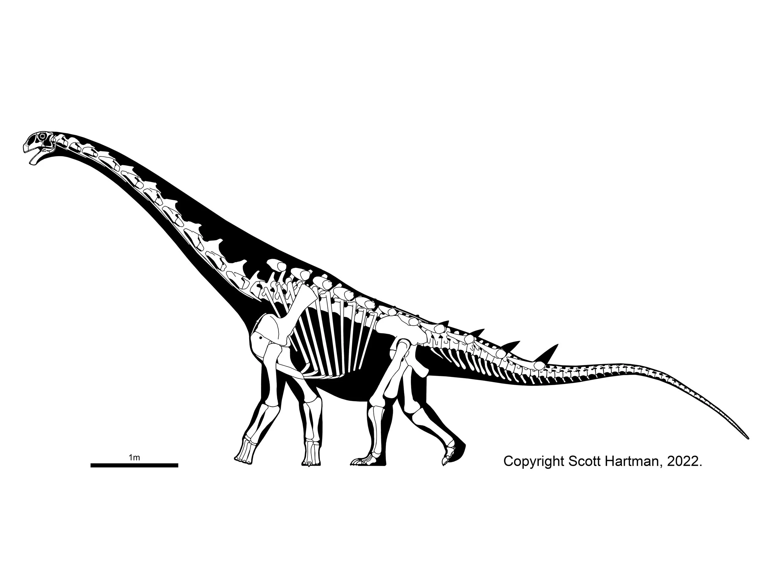 Skeletal reconstruction of a small bipedal basal sauropodomorph in left lateral view