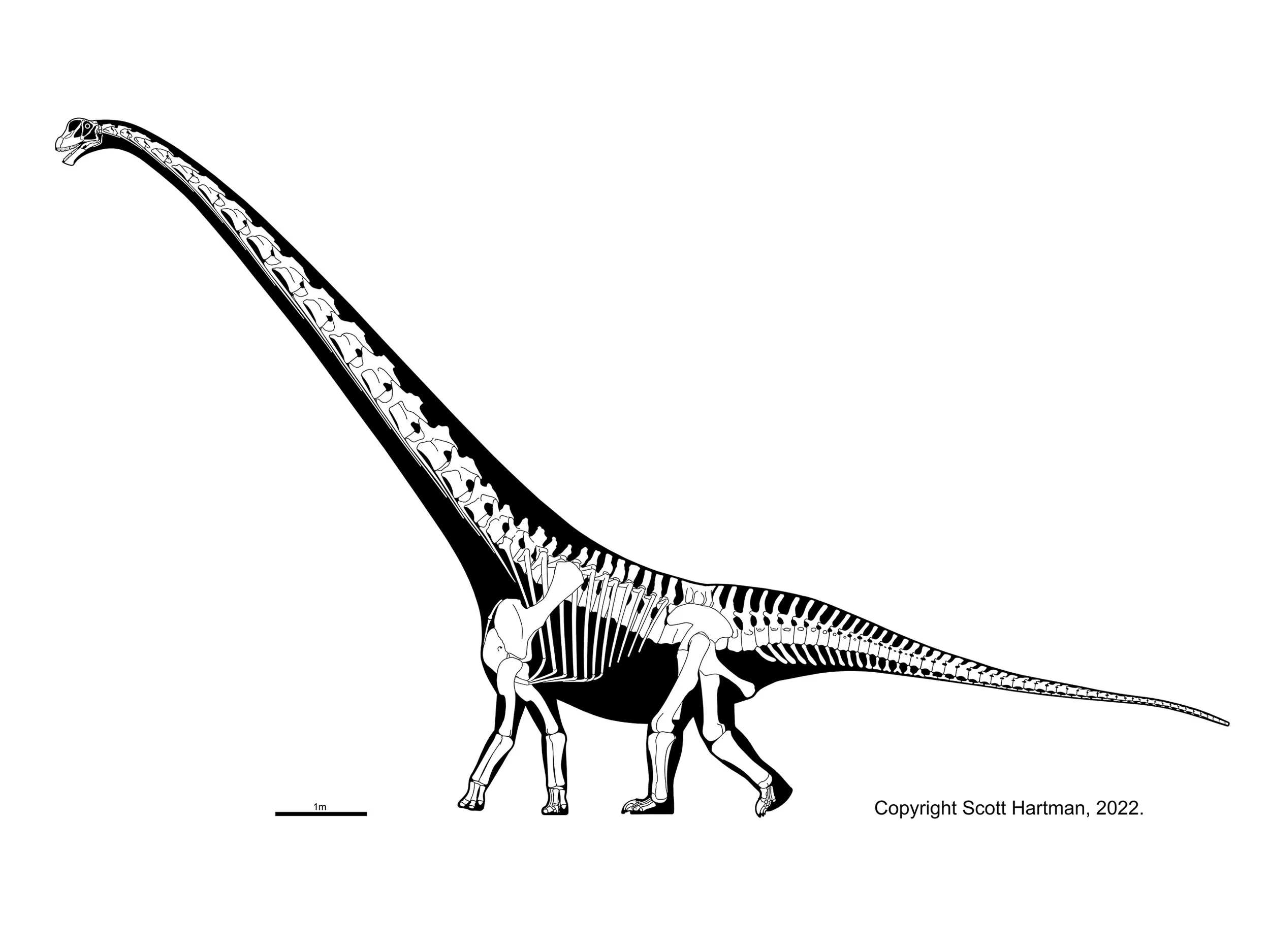 Skeletal reconstruction of a basal sauropodomorph ("prosauropod") in left lateral view