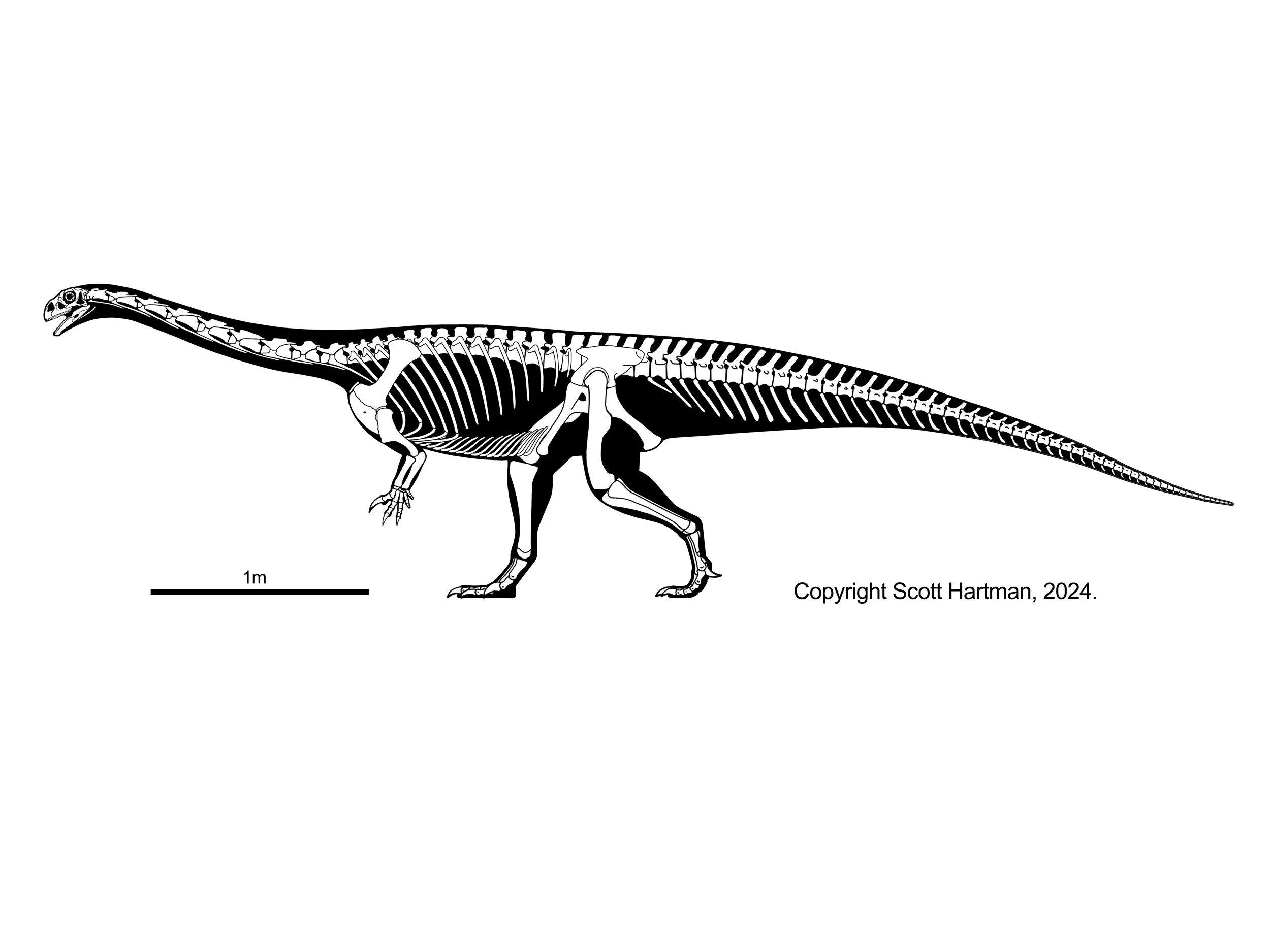 Skeletal reconstruction of a small bipedal basal sauropodomorph in left lateral view