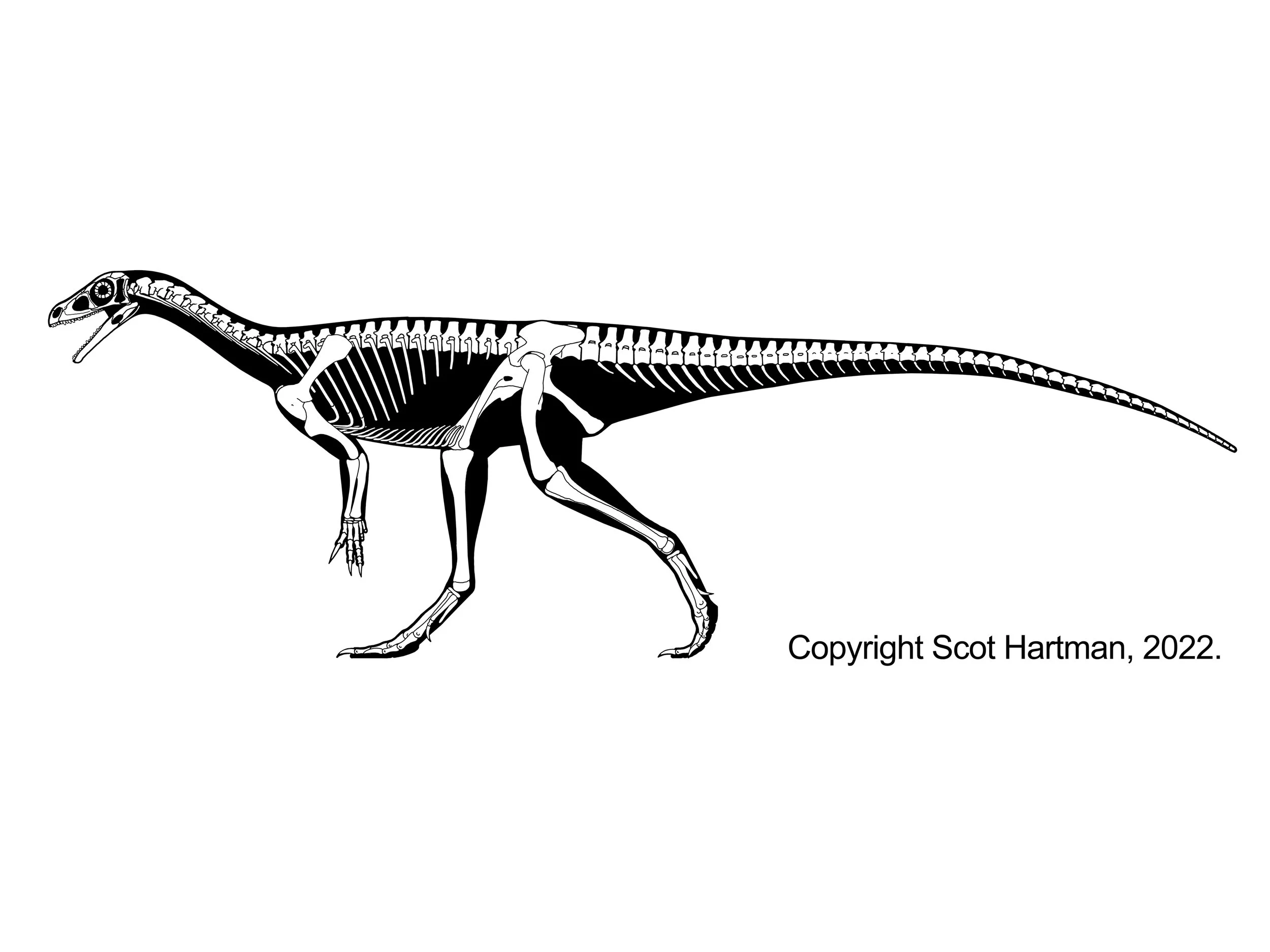 Skeletal reconstruction of a basal sauropodomorph ("prosauropod") in left lateral view